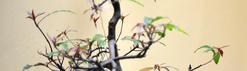 بوابة الاهرام